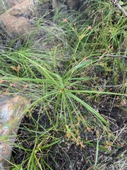 Cyperus leptocladus
