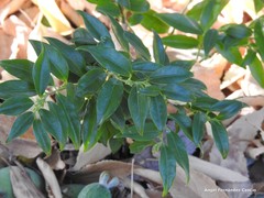 Sarcococca saligna