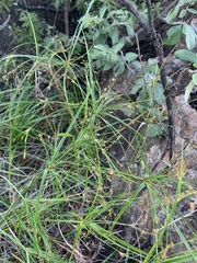 Cyperus leptocladus