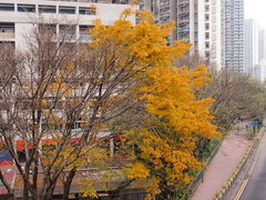 Ficus virens sublanceolata