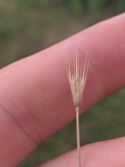 author not stated, no rights reserved Hordeum pusillum, photograph author not stated, no rights reserved
