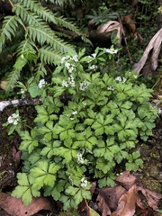 Sanicula petagnioides