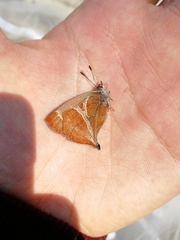 Amblopala avidiena