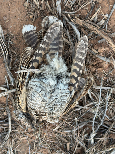 Common Poorwill