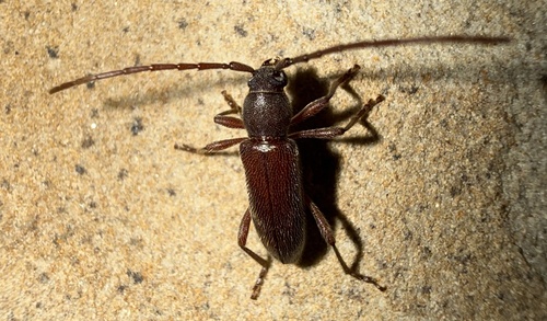 Anelaphus moestus