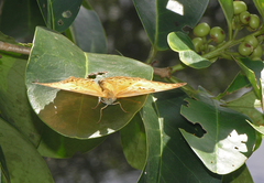 Cirrochroa tyche mithila