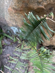 Pellaea pectiniformis