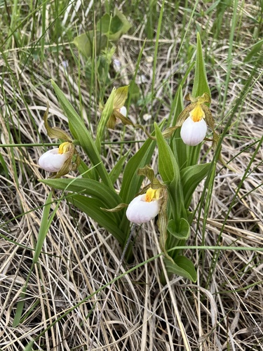 Cypripedium candidum, photograph 4