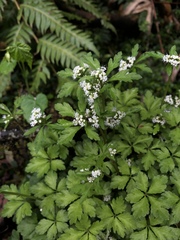 Sanicula petagnioides