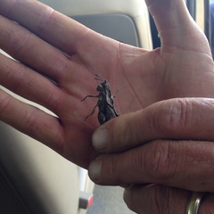 Dracotettix monstrosus