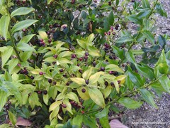 Sarcococca saligna