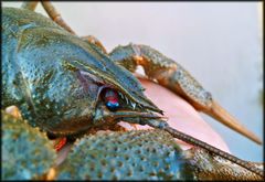 Pontastacus leptodactylus