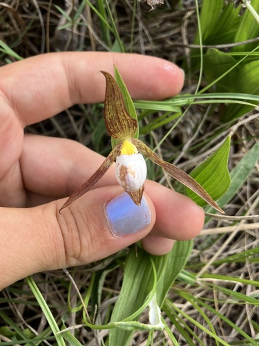 Cypripedium candidum, photograph 2