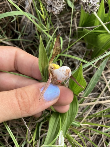 Cypripedium candidum, photograph 3