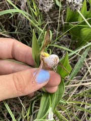 Cypripedium candidum, photograph (c) Rose Zappa, some rights reserved (CC BY)