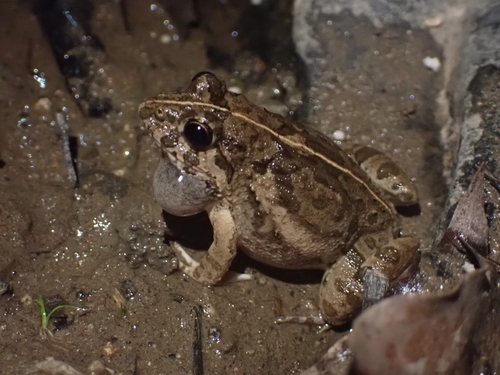 Rice field frog