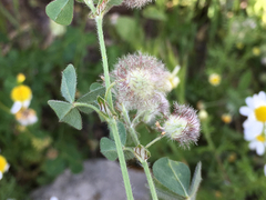 Trifolium pilulare