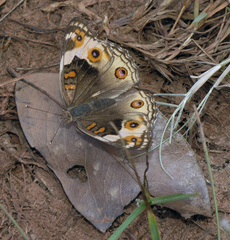 Junonia orithya ocyale