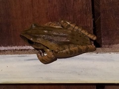 Burmese Whipping Frog photo 2