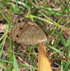 Junonia orithya ocyale