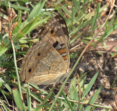 Junonia orithya ocyale