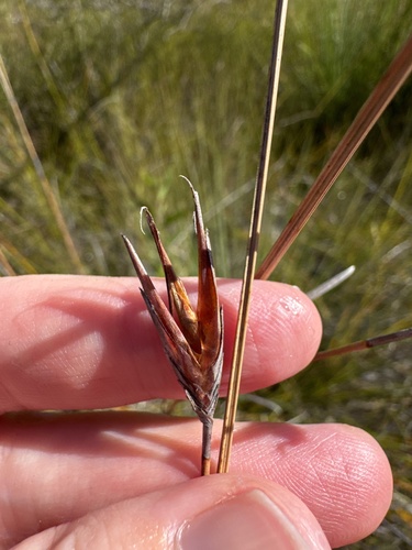 Schoenus calostachyus observed 2026-06-12