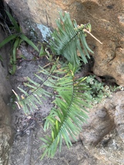 Pellaea pectiniformis