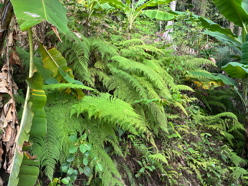 Macrothelypteris polypodioides observed 2026-06-11