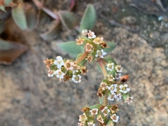 Crassula setulosa setulosa