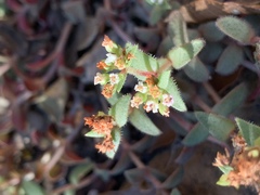Crassula setulosa setulosa