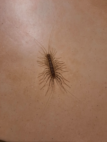 House Centipede