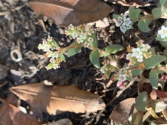 Crassula setulosa setulosa