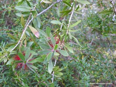 Melaleuca comboynensis
