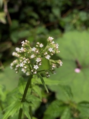 Valeriana flaccidissima
