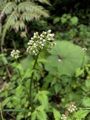 Valeriana flaccidissima
