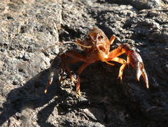 Procambarus simulans