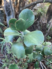 Cotyledon orbiculata oblonga
