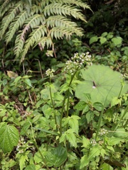 Valeriana flaccidissima