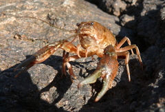 Procambarus simulans