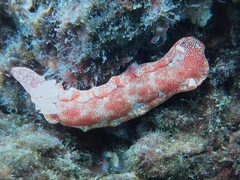 Hexabranchus