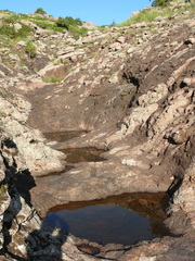 Procambarus simulans