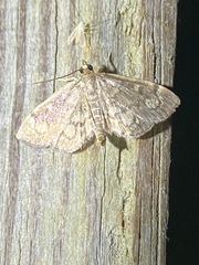 Anania coronata