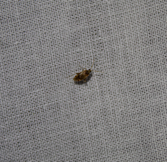 Hamatophylus guttulosus