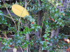 Ilex pernyi