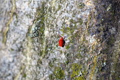 Trombidium holosericeum