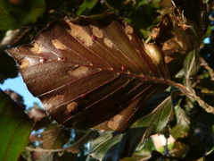 Aceria nervisequa