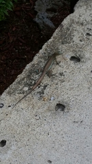 Cnemidophorus arubensis