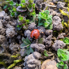 Coccinella septempunctata