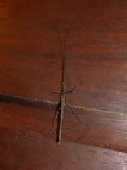 Pseudophasmatidae