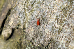 Trombidium holosericeum